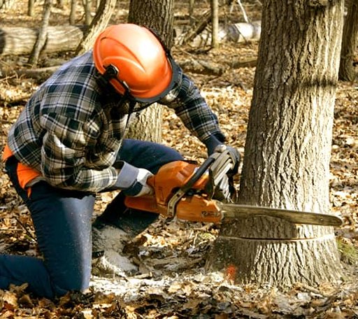 Tree Removal in Allen, OK